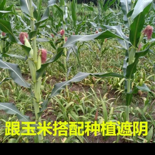 永兴县五年紫花三叉白芨寻找买主