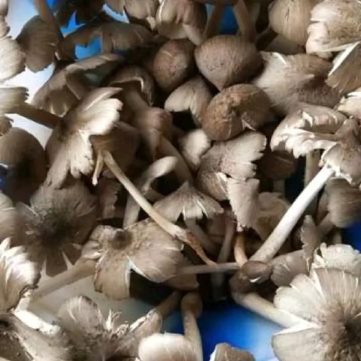 禄劝县火把开花400/斤
火把骨朵700/斤