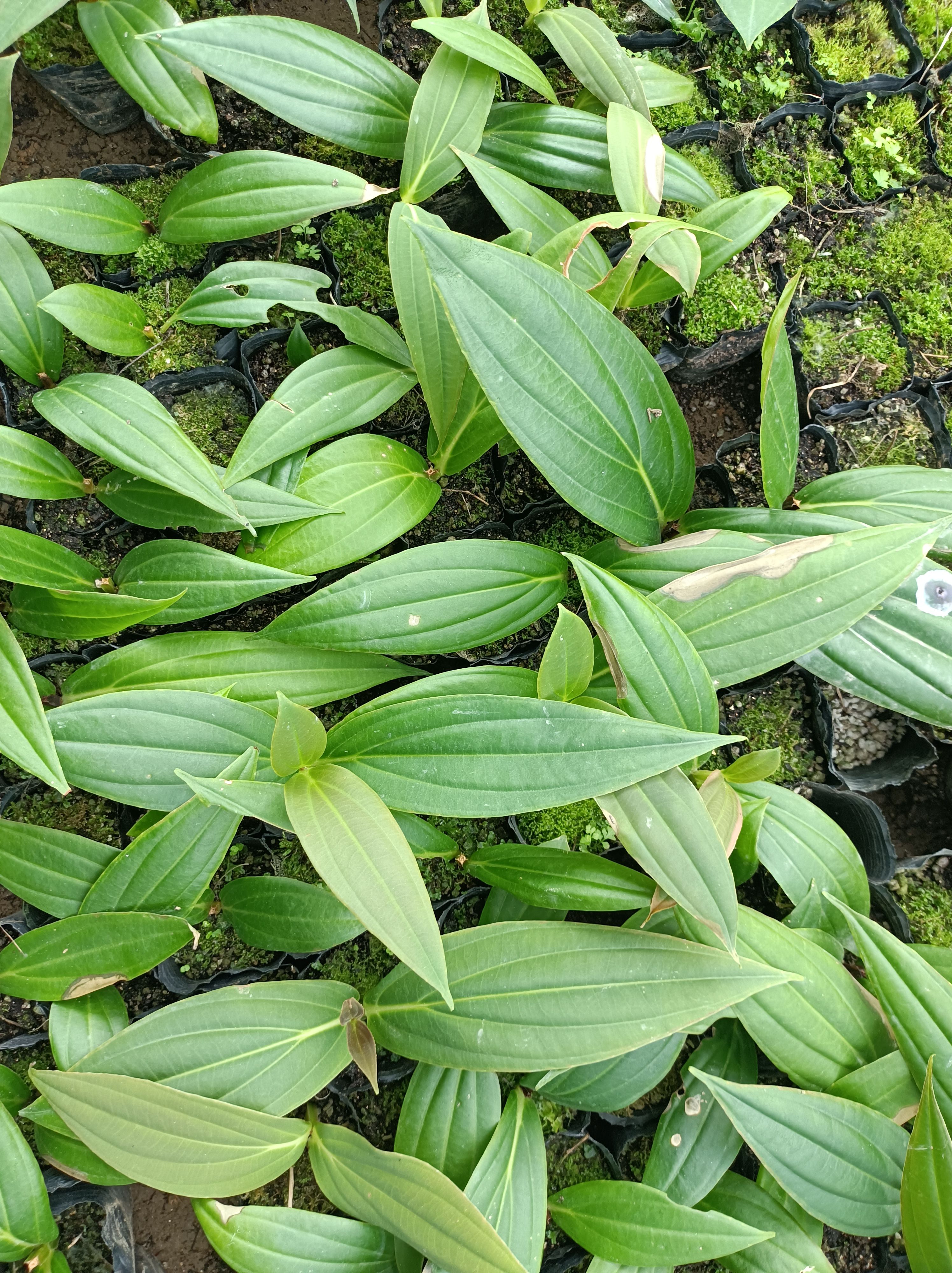 宝莲灯盆栽  国产宝莲灯花苗买5送一