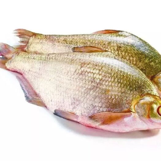 荆州武昌鱼