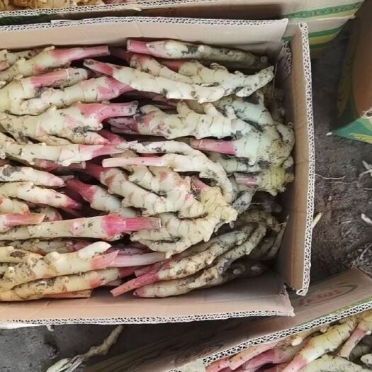 小黄姜