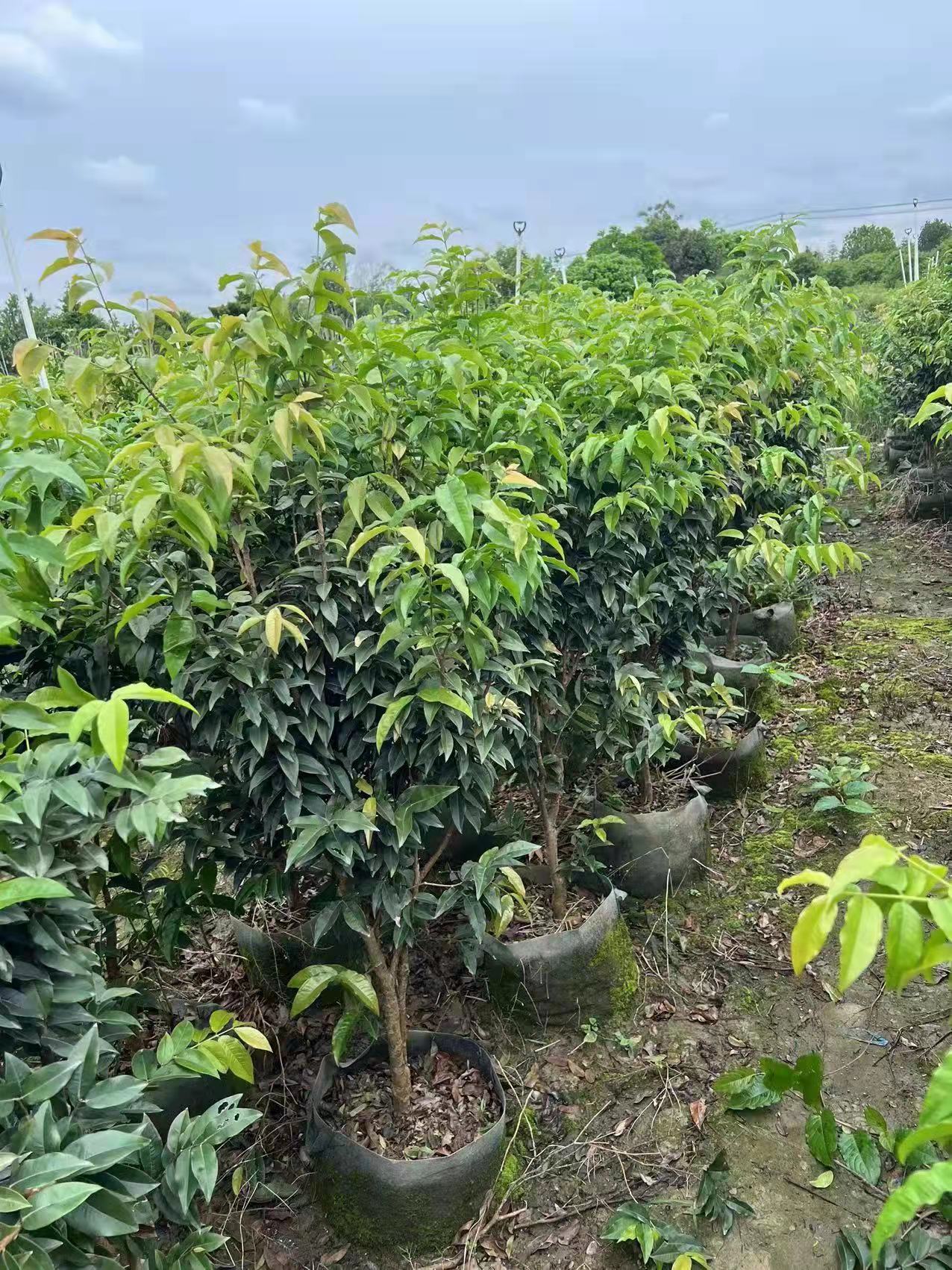 小黃苗木購(gòu)銷中心
