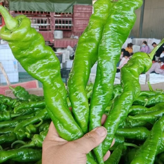 靖远县辣椒大量上市，有需要的老板前来采购，可代发