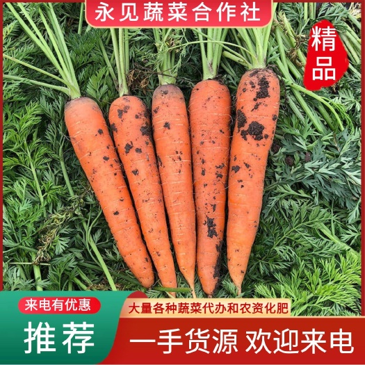 新鲜红萝卜现挖大量出货 水洗萝卜电商用通货加工厂直供