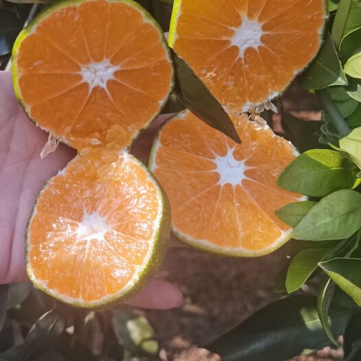 华宁县云南高山薄皮蜜橘，无籽，口感甜蜜，形扁，电商果，市场果大量供