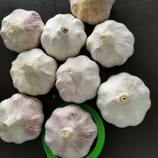 中牟县中牟县优质紫皮大蒜头