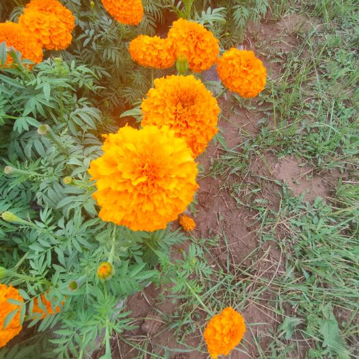 临洮县万寿菊