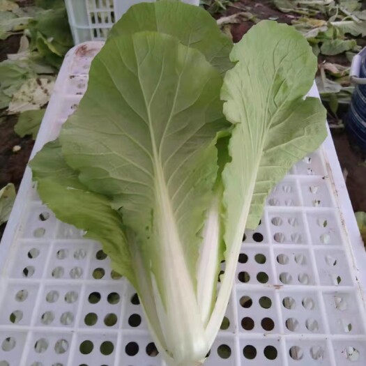 成武县毛白菜，大棚精品货需要的联系