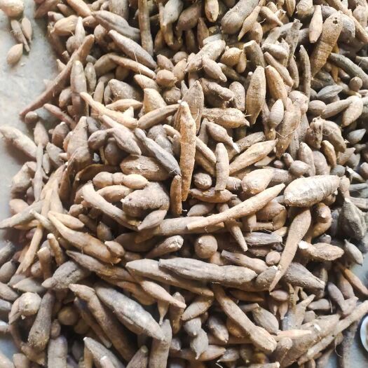 纯牛大力   黑牛    黑牛新鲜黑牛