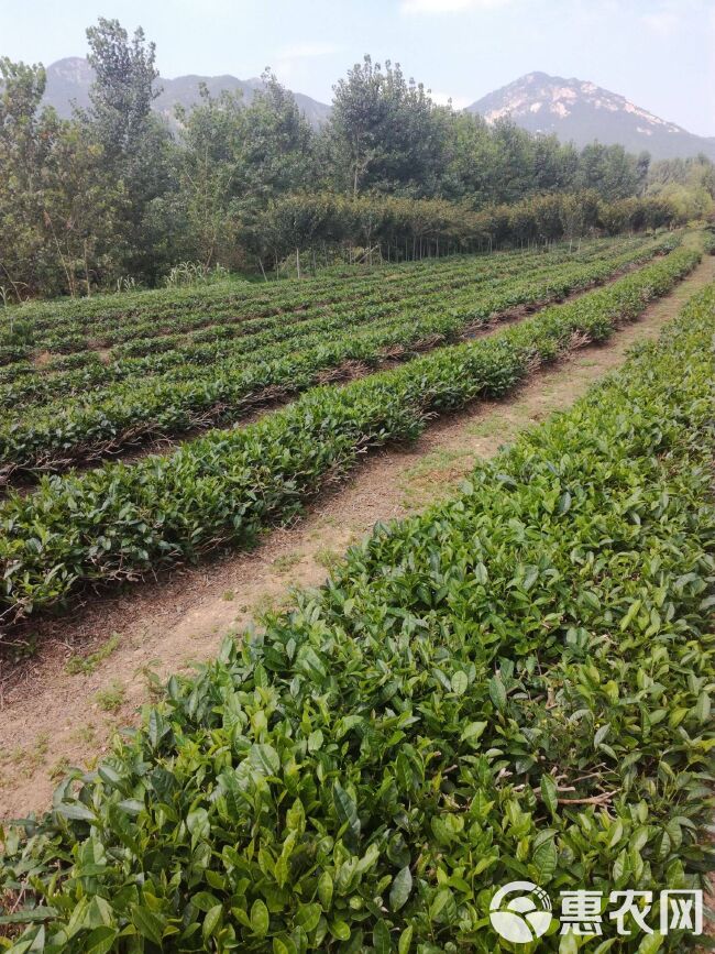 【不打药·支持检测】英德绿茶 英州一号 浓香型高山绿茶早春茶