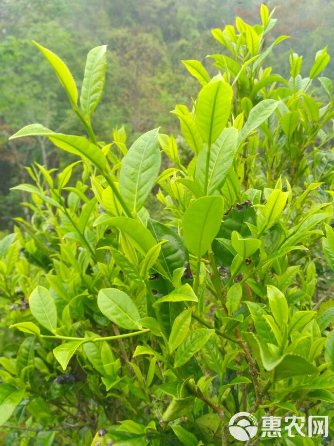 【不打药·支持检测】英德绿茶 英州一号 浓香型高山绿茶早春茶