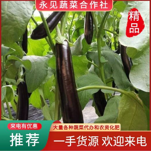 菏泽烧烤茄子山东长茄精品商超电商线茄现摘现发产地代发量大从优