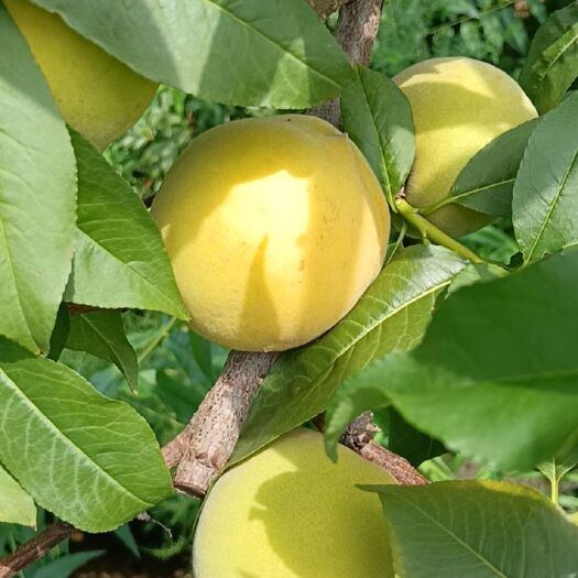 沂水县金皇后黄桃