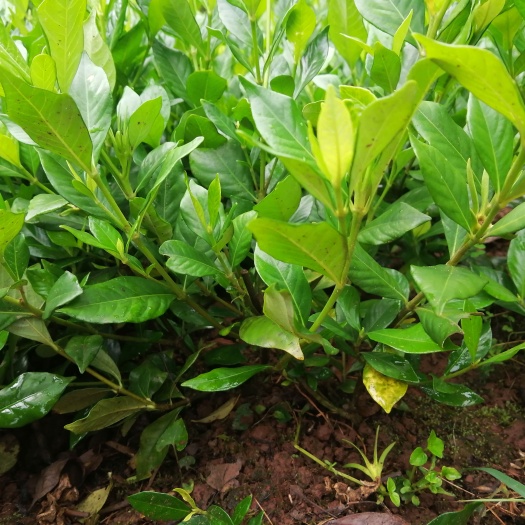 四季栀子花苗