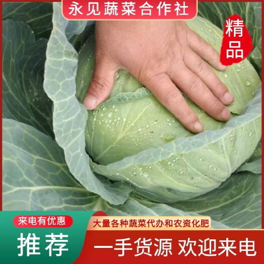 菏泽京丰一号 包菜甘蓝平包菜市场商超精品货脱水加工厂直供产地直发