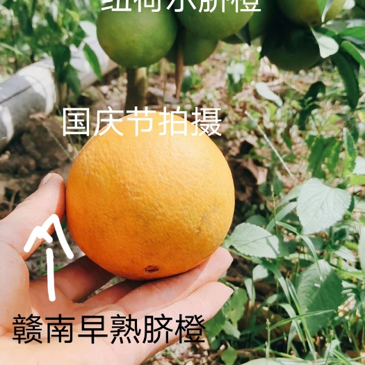 安远县赣南早脐橙产量如何 赣南早脐橙苗