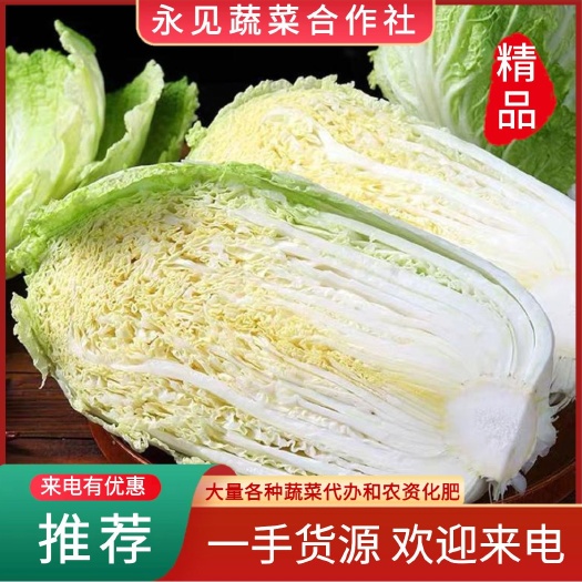 张北县大白菜产地直发黄心白菜万亩基地新鲜现挖