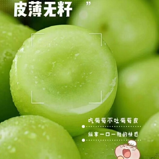澧县阳光玫瑰大量走货中，欢迎电商、超商、零售老板们骚扰！