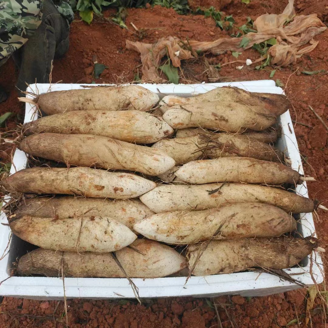 [山药批发]云南石屏山药250g至1500g统货2元一斤价格2元/斤 - 惠农网