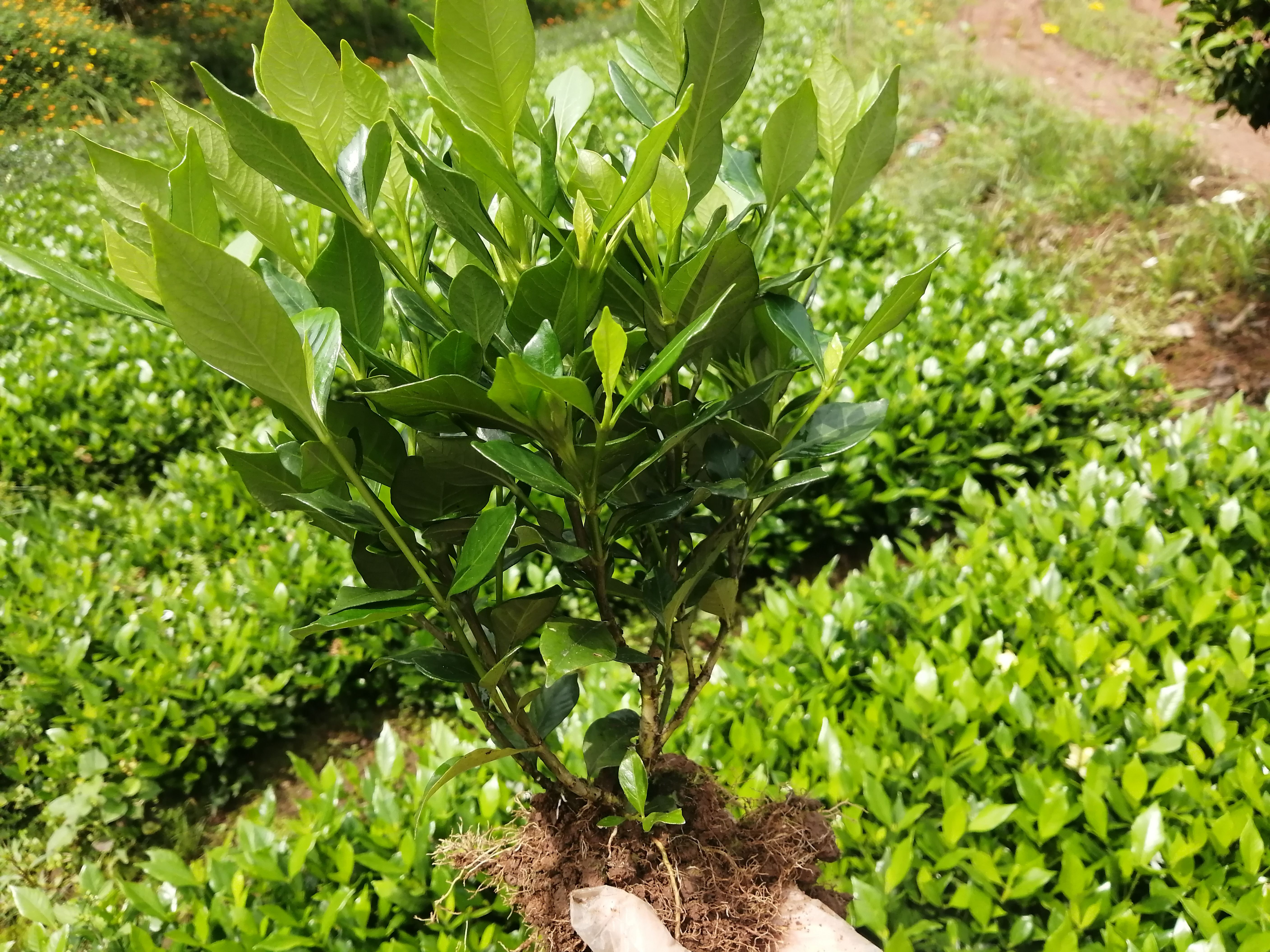 四季栀子花苗