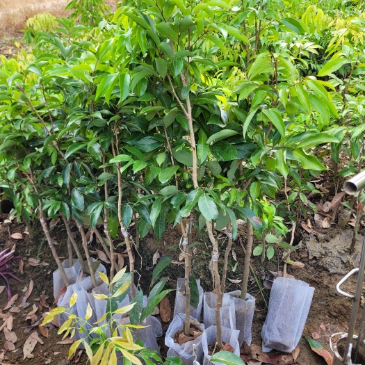 灵山县白糖罂荔枝苗又名蜂糖罂、中华红