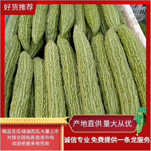 精品苦瓜，绿油苦瓜，大量上市中，一手货源，产地直发