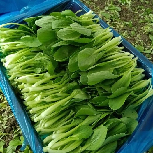 上海鸡毛菜