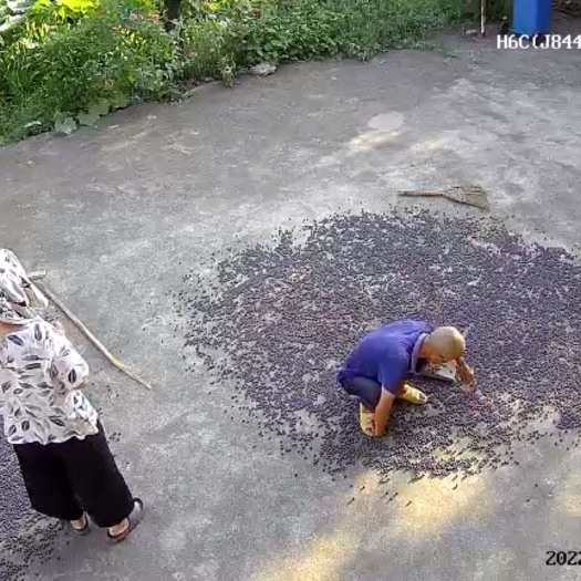 武汉优质湘莲出售，
