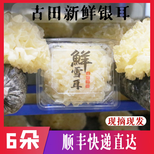 古田县顺丰京东6朵古田银耳古田新鲜银耳现摘现发白木耳盒装易糯易出胶