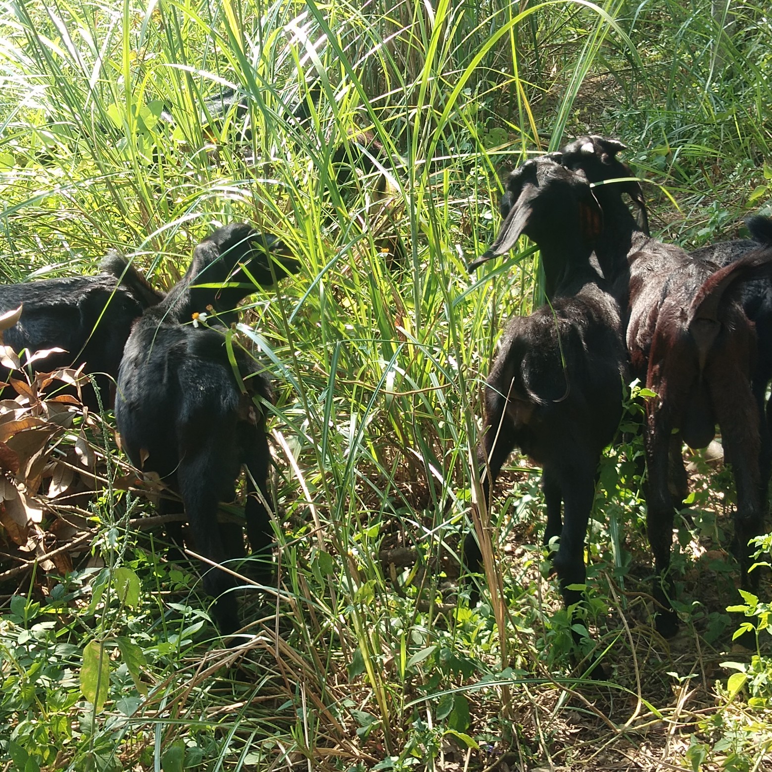 [黑山羊批发]努比亚,隆林黑山羊种羊销售了价格26元/斤 
