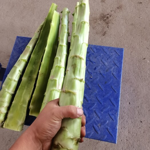 永登县兰州高原夏菜精品红叶光杆