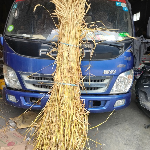 徐州巨型小麦