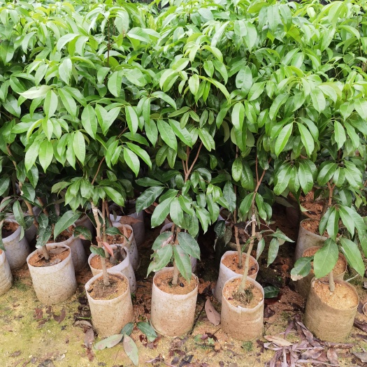 灵山县三月红荔枝苗 早熟品种