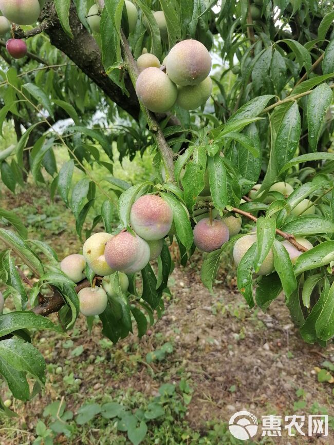 茂县半边红缨红李