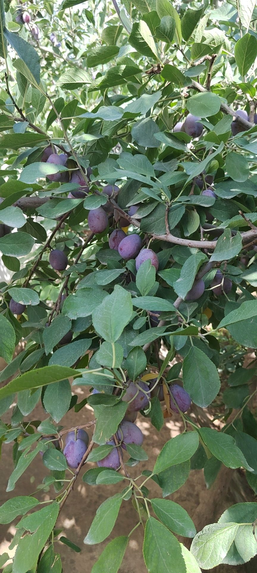 新疆伽师西梅