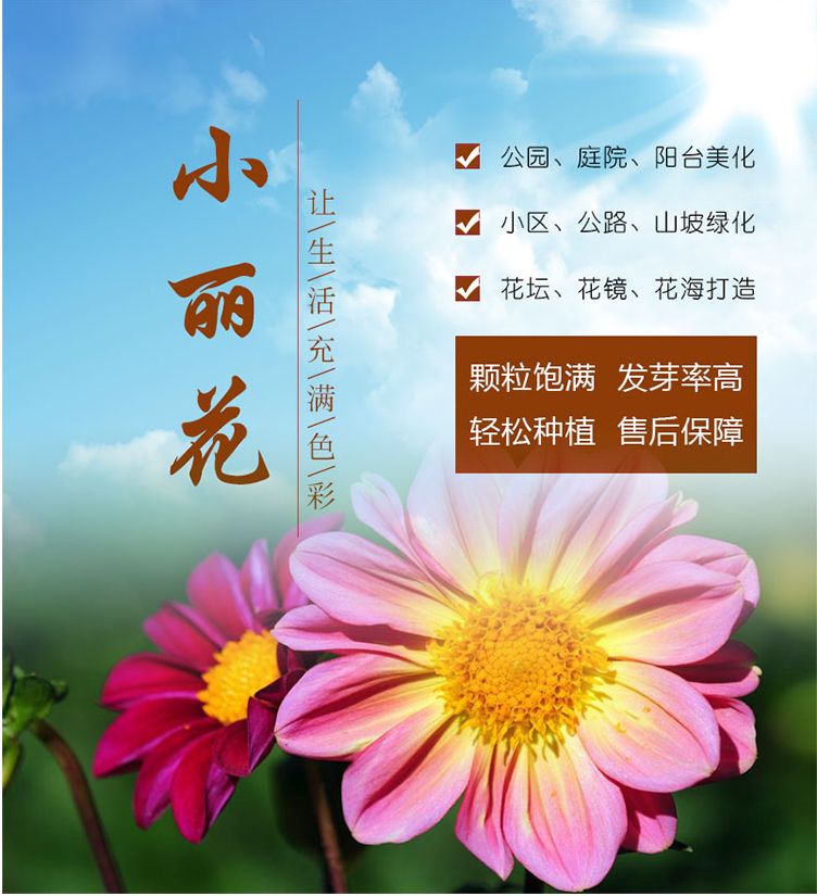 小丽花种子四季开花易活小丽菊花种庭院室外花种籽子阳台盆栽花籽