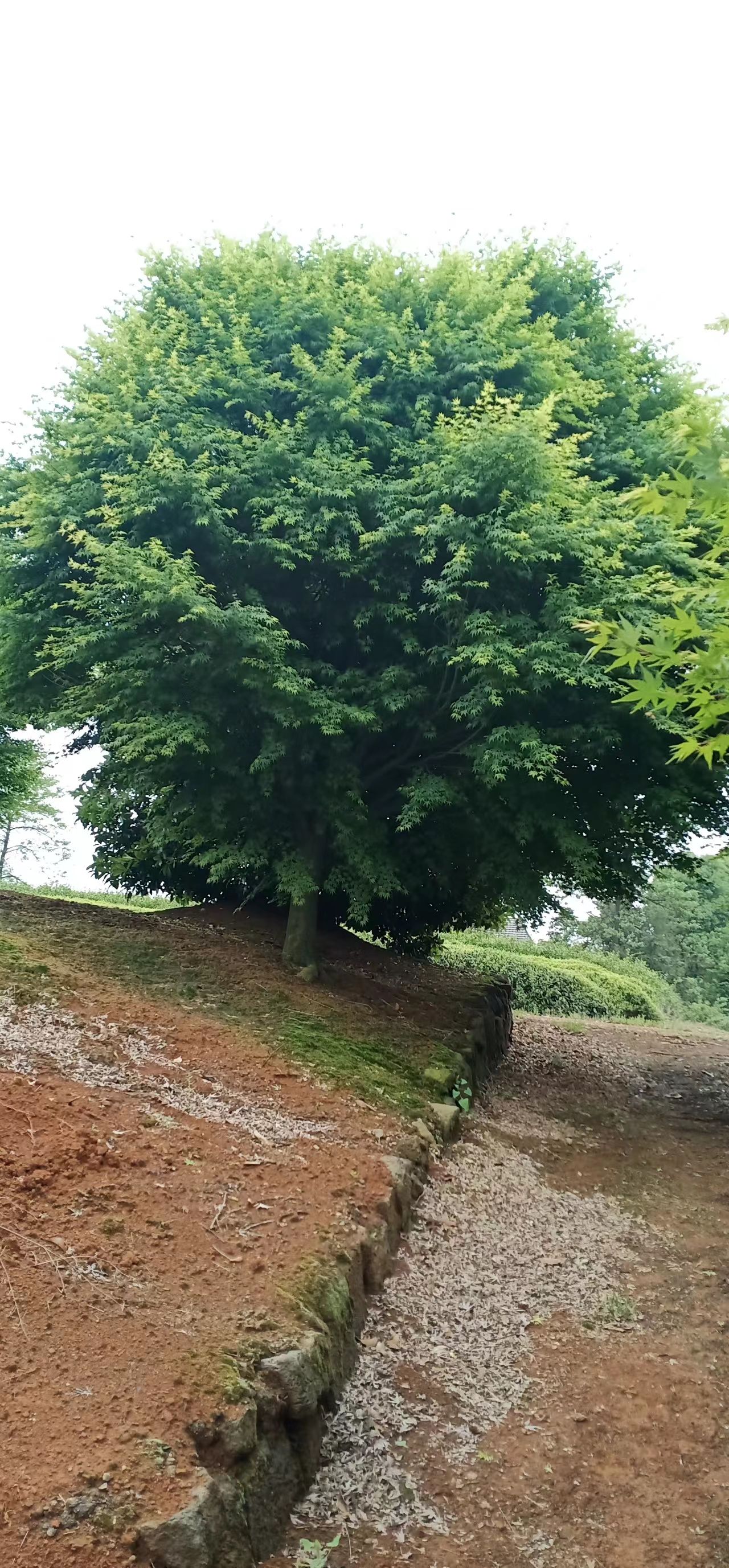 鸡爪槭3到25公分大量供应