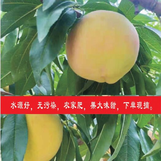 孝昌县澴水岸边自家果园
