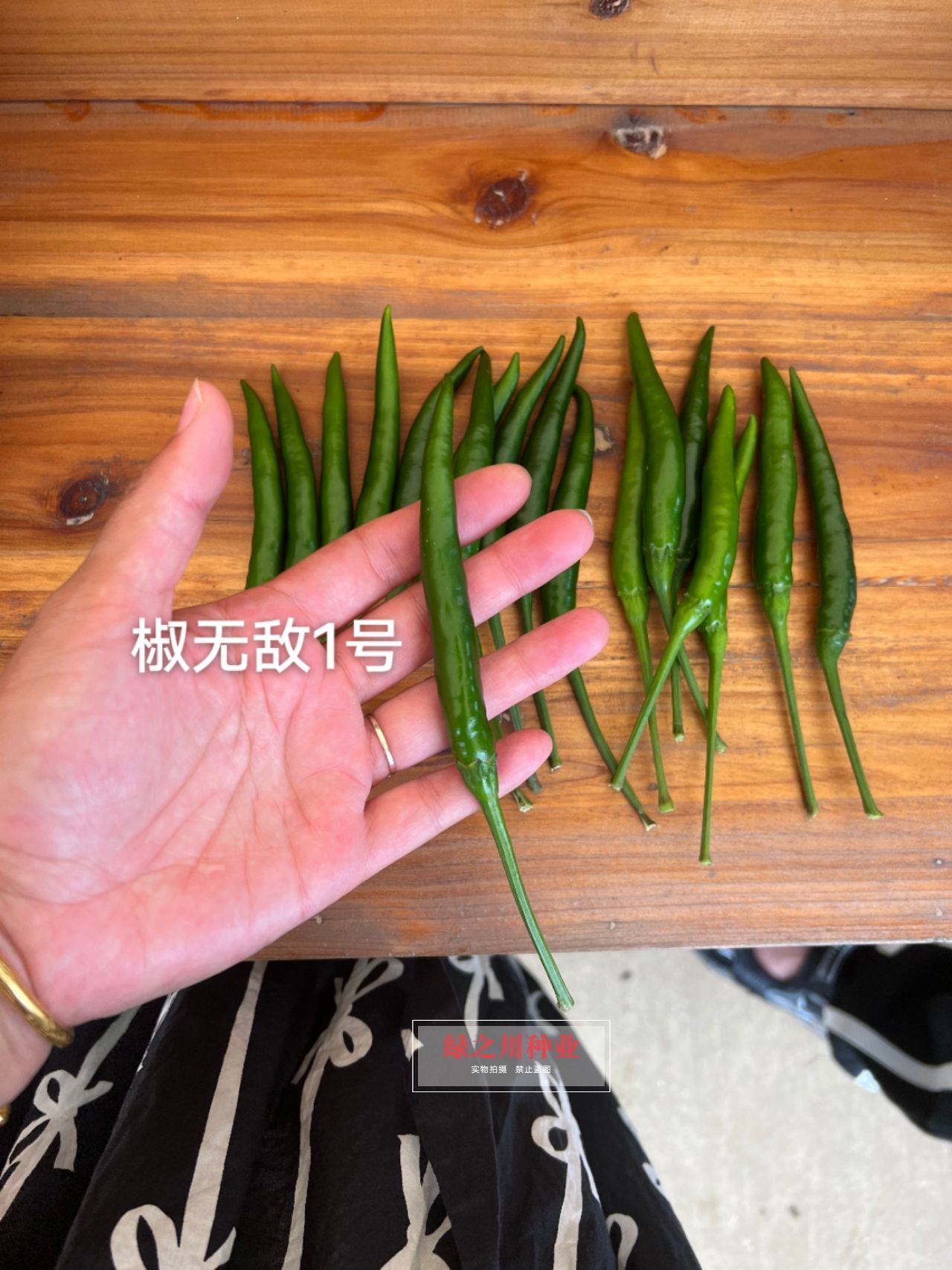 富乔农业1号朝天椒种子泰国引进新品种 把长椒长朝天椒种籽