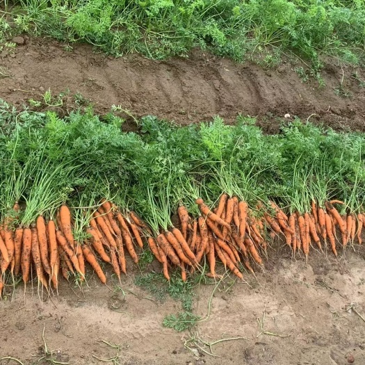 杜尔伯特手指胡萝卜不上化肥除草剂