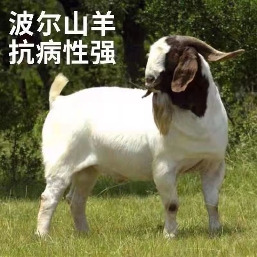 长沙波尔山羊