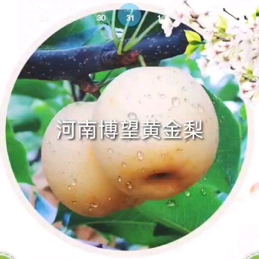 方城县黄金梨 博望黄金梨 "天然矿泉水"正宗博望黄金梨果园直发