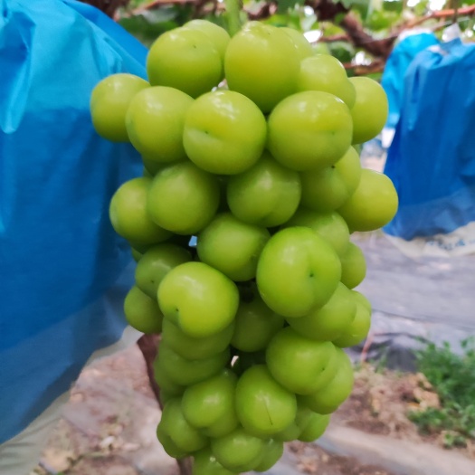 常州精品阳光玫瑰葡萄