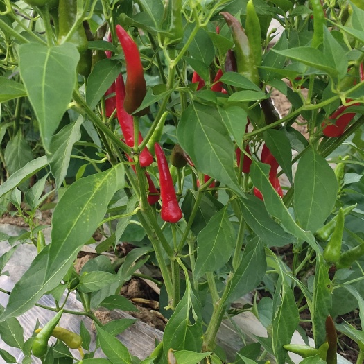 小辣椒批发
