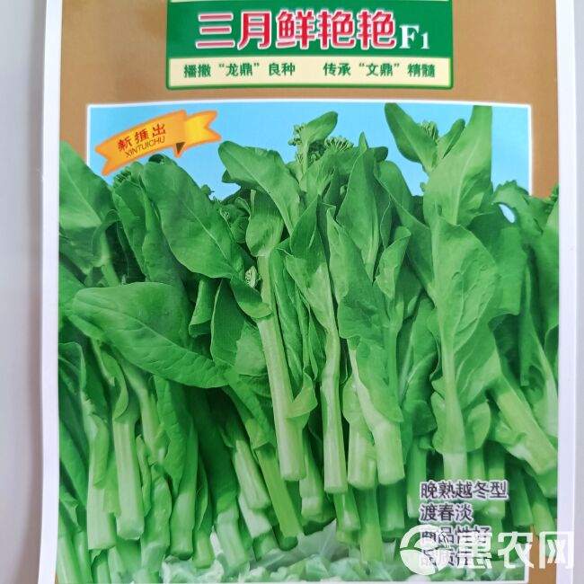 大田种植三月抽苔文鼎三月鲜艳艳F 1越冬型白菜苔种子嫩绿苔粗