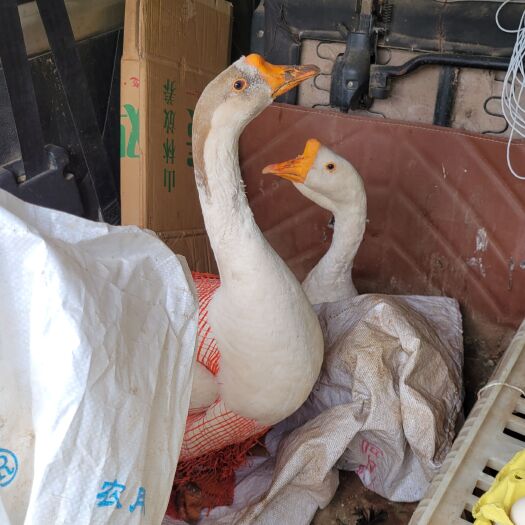 彝良县土鹅，1年5年7年，比土鳖都土，土鹅