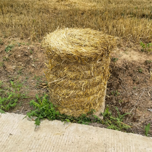 剑阁县青贮，小麦秸秆，稻草秸秆，发酵牛粪。
