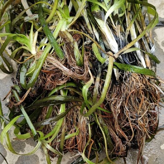 苦草