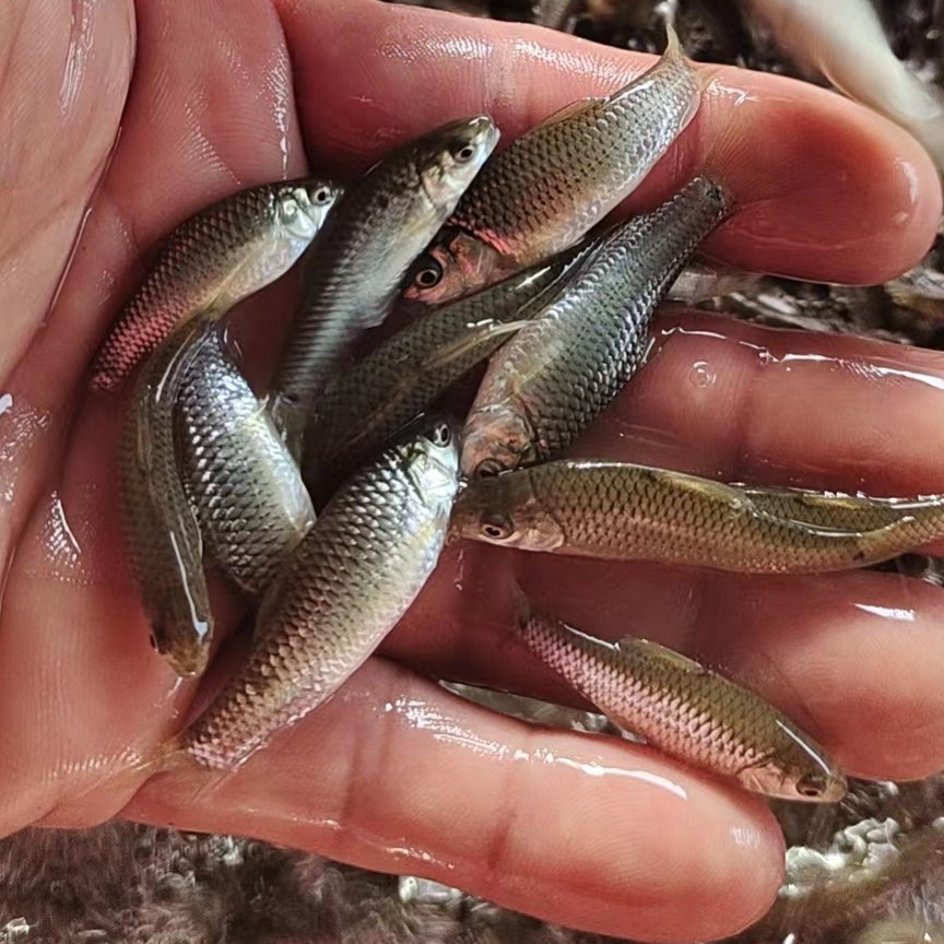 青波，青波鱼苗