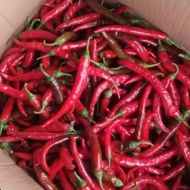 邯郸辣椒艳红，荆红大量有货新鲜采摘欢迎各地商客电商加工厂联系
